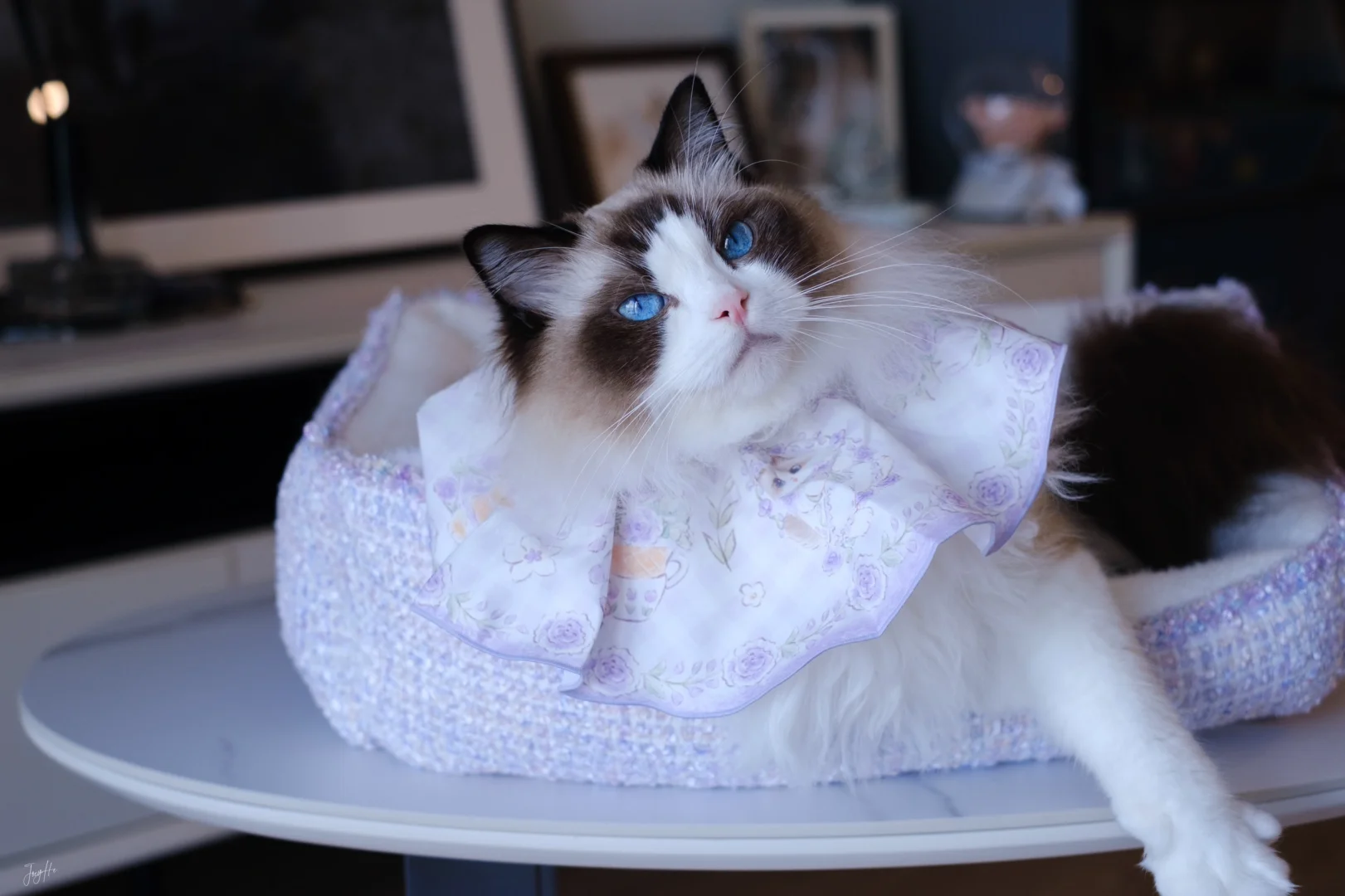 紫色脑袋的快乐💜