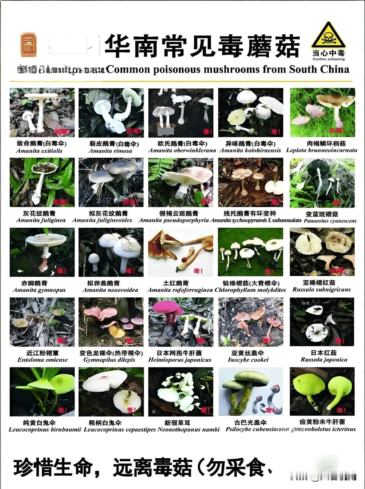 华南常见毒菇