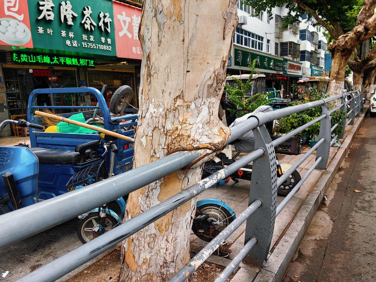 宿州街头，有一棵梧桐树，和栏杆长在了一起