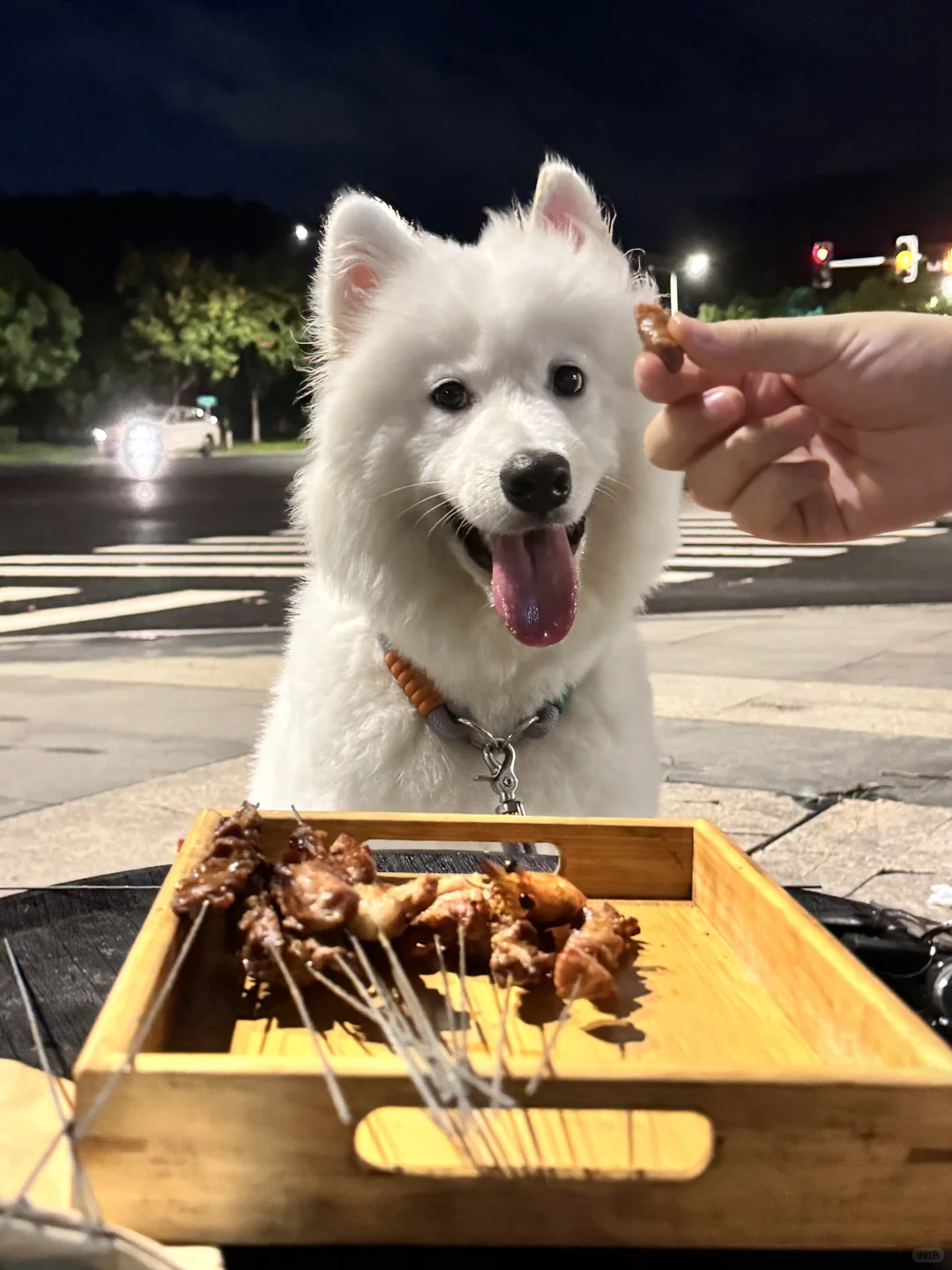 今天是撸串小狗！🌭🐶🍖