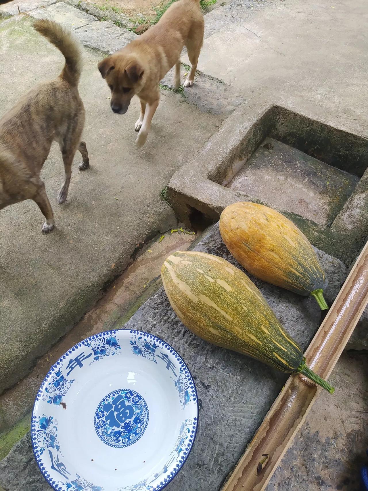 年年种、年年盼、年年坏。硬是年年都吃不到自己种的老南瓜[捂脸]

今年种的五棵南