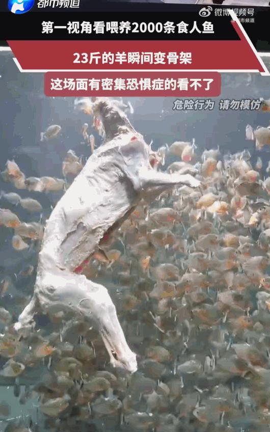 头皮发麻！广东，一博主为了搞出点轰动的大场面，居然把整整23斤重的整羊，直接扔进