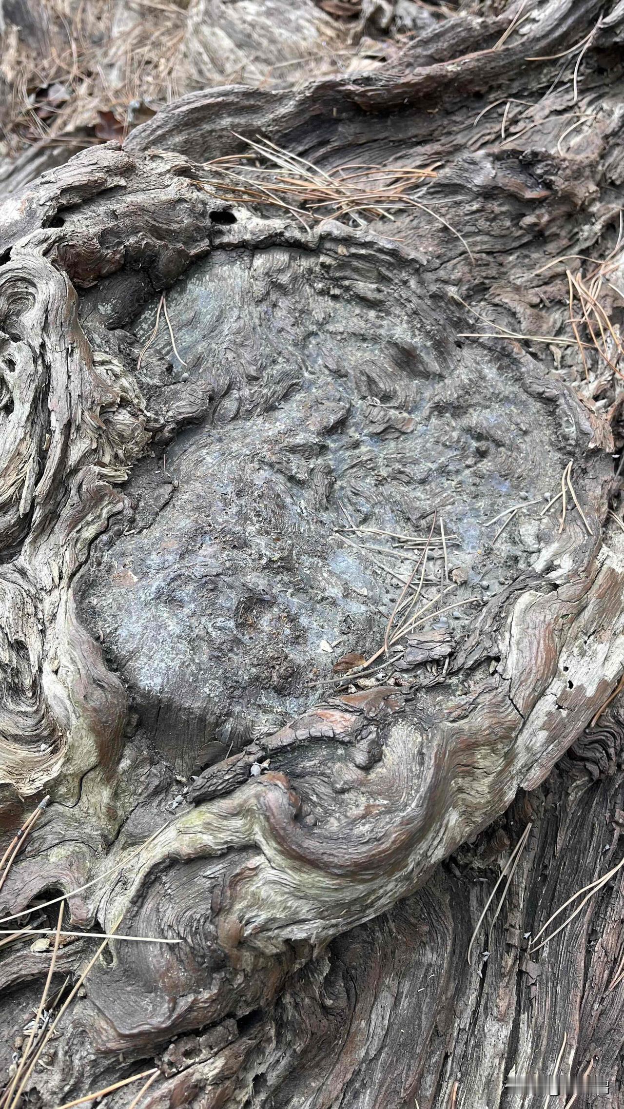 分享我这周有趣的事：前几天去看了北京房山的贾岛松，如今已经成为真倒松了，倒下的原