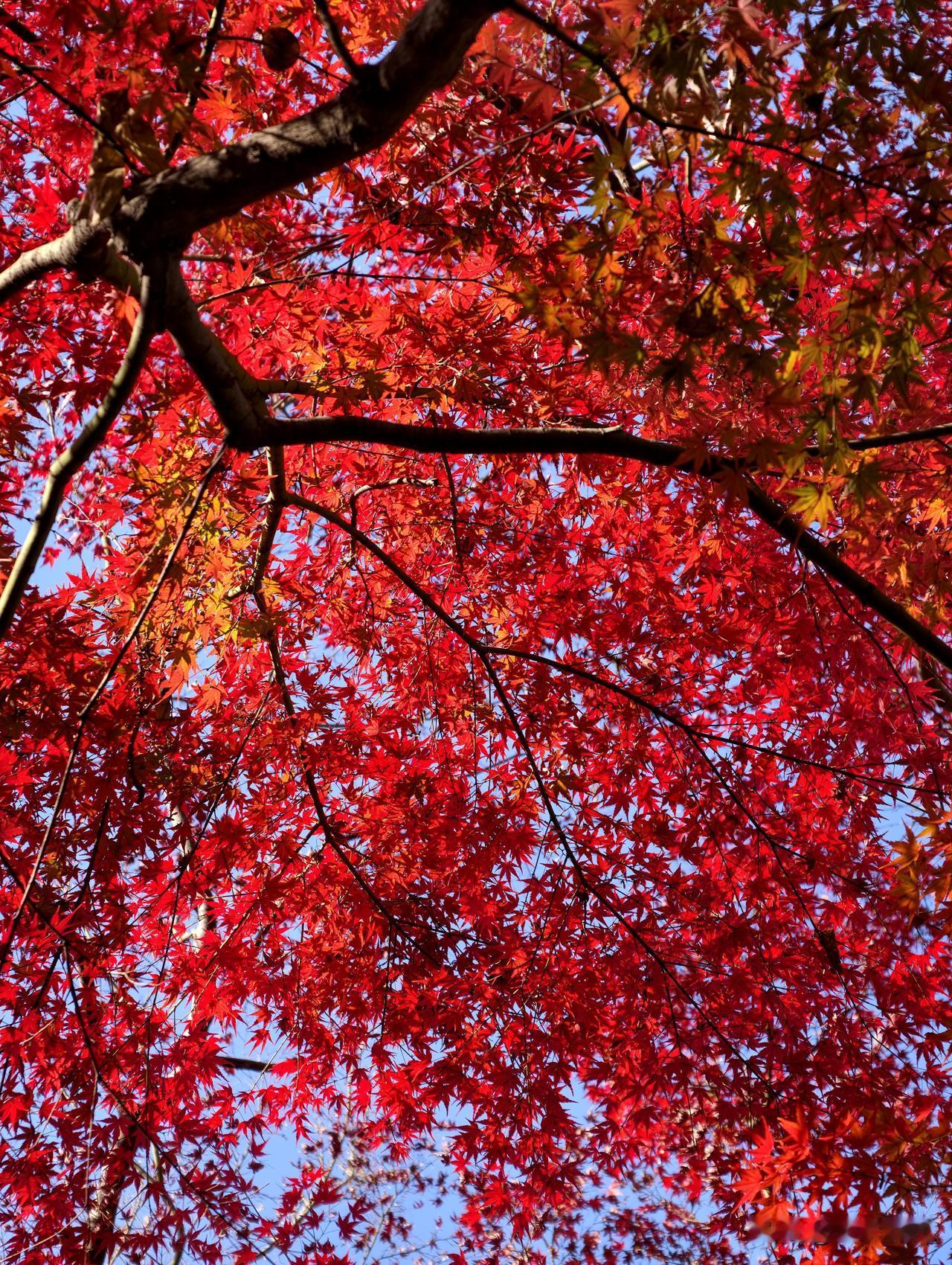 三天两晚。把「长沙」绚烂多彩的秋色打包带回来了。心满意足，回味无穷。
烈士公园的