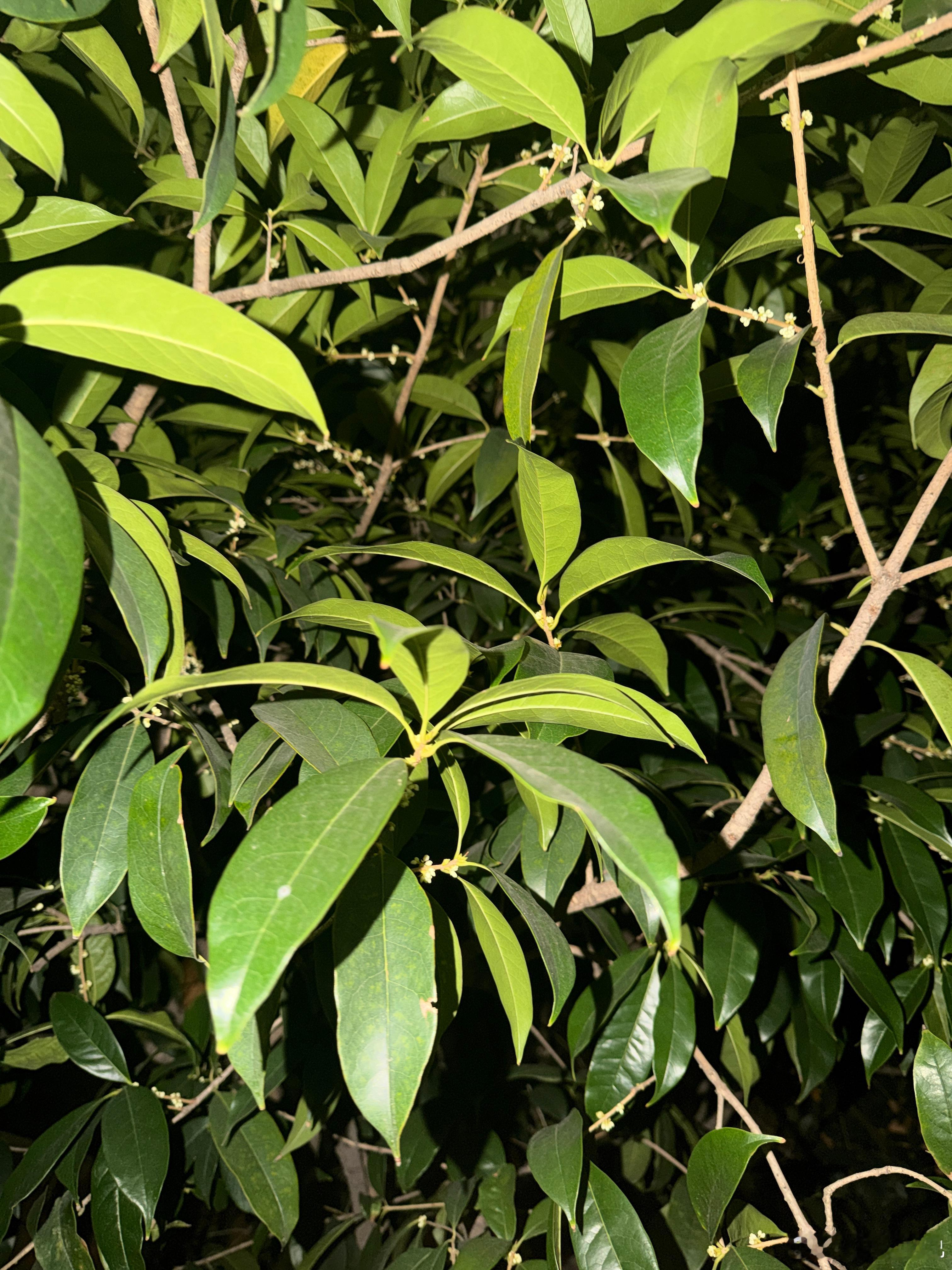走在路上闻到一阵桂花香想着今年的桂花开的这么早呀哦，原来已经是秋天了看来树比我更