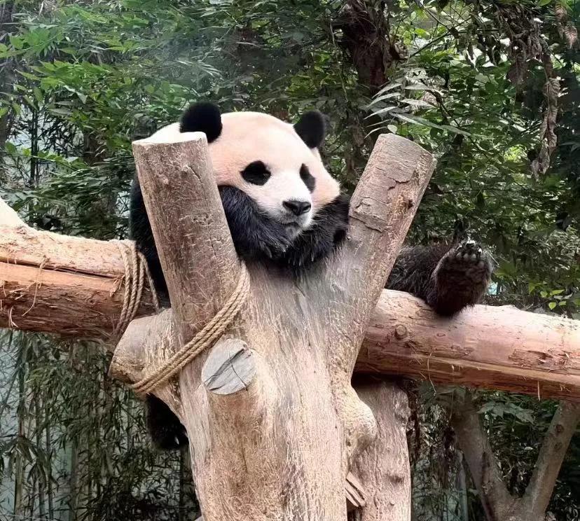 文科专业的尽头是编制吗
本人目前北京某985研0(不是清北人大那类top的)，本