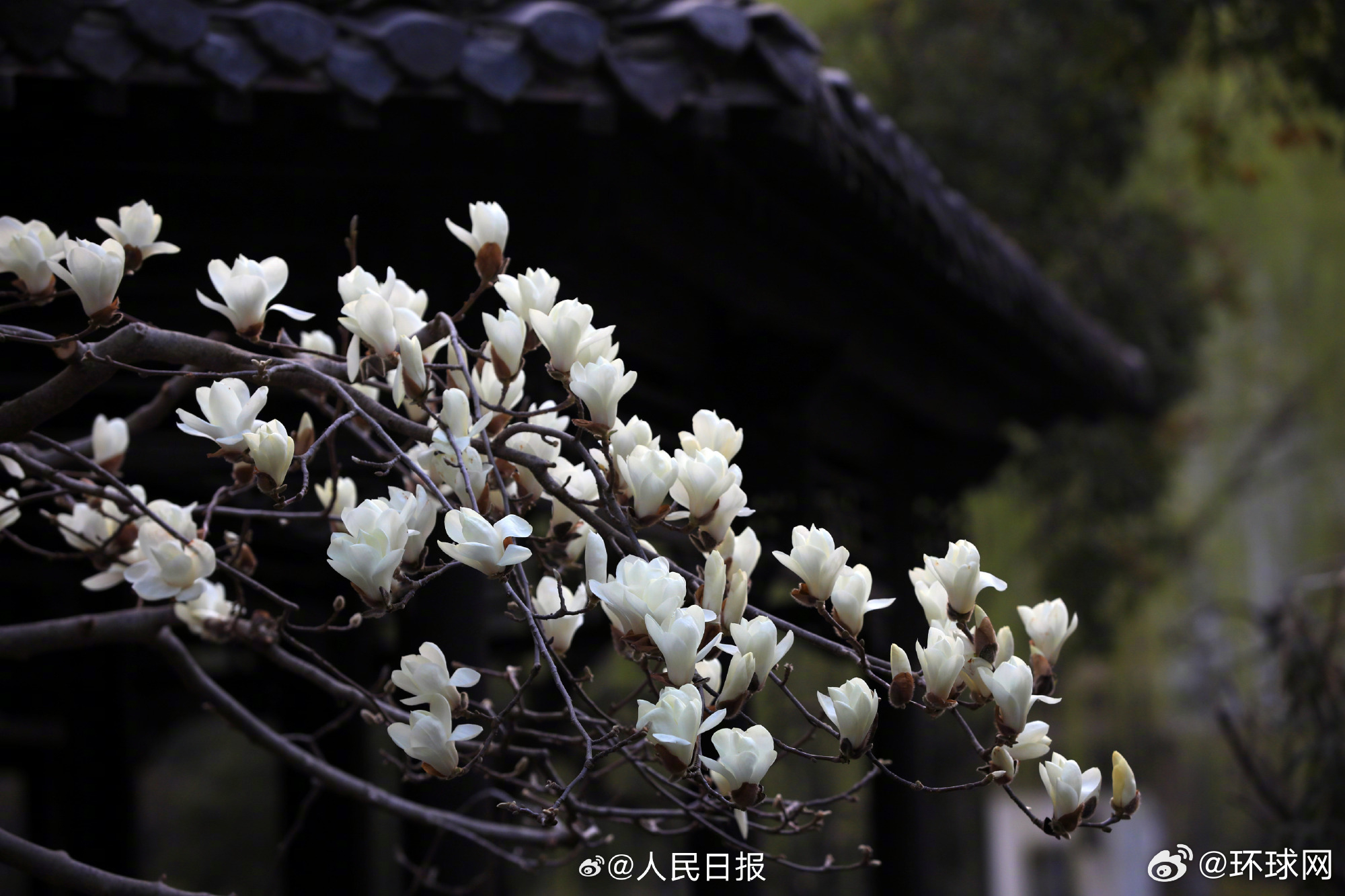 【#园林里的玉兰花秒开中国风#】3月12日，已是春暖花开时节，江苏淮安古典园林清