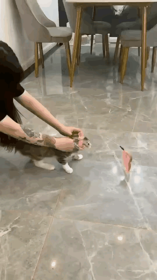 激发猫的后空翻技能～