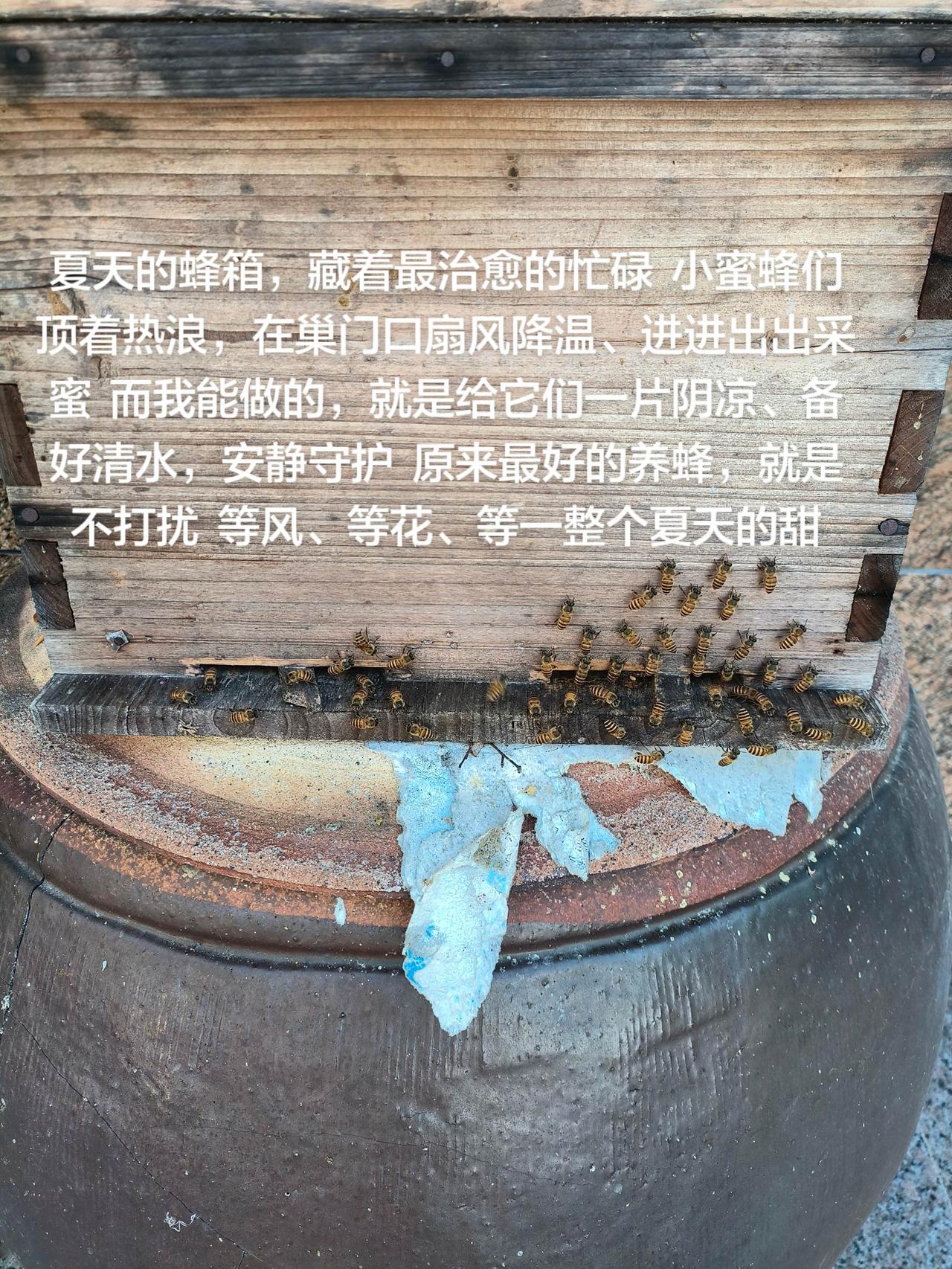 夏天的蜂箱，藏着最治愈的忙碌
小蜜蜂们顶着热浪，在巢门口扇风降温、进进出出采蜜