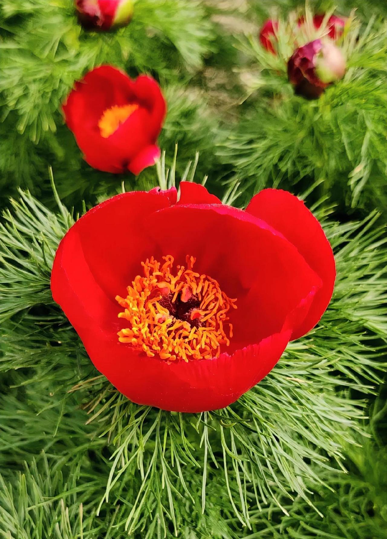 这玩意儿长得也太离谱了吧！
我今天瞅见个怪东西，叶子卷得跟小弹簧似的，开花还带点