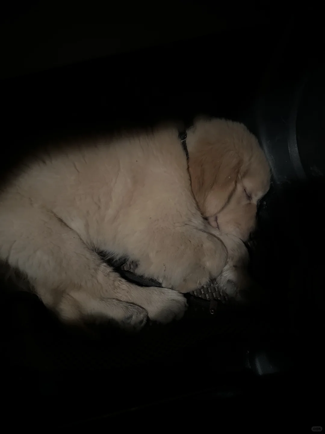 左滑看小鸡毛长大