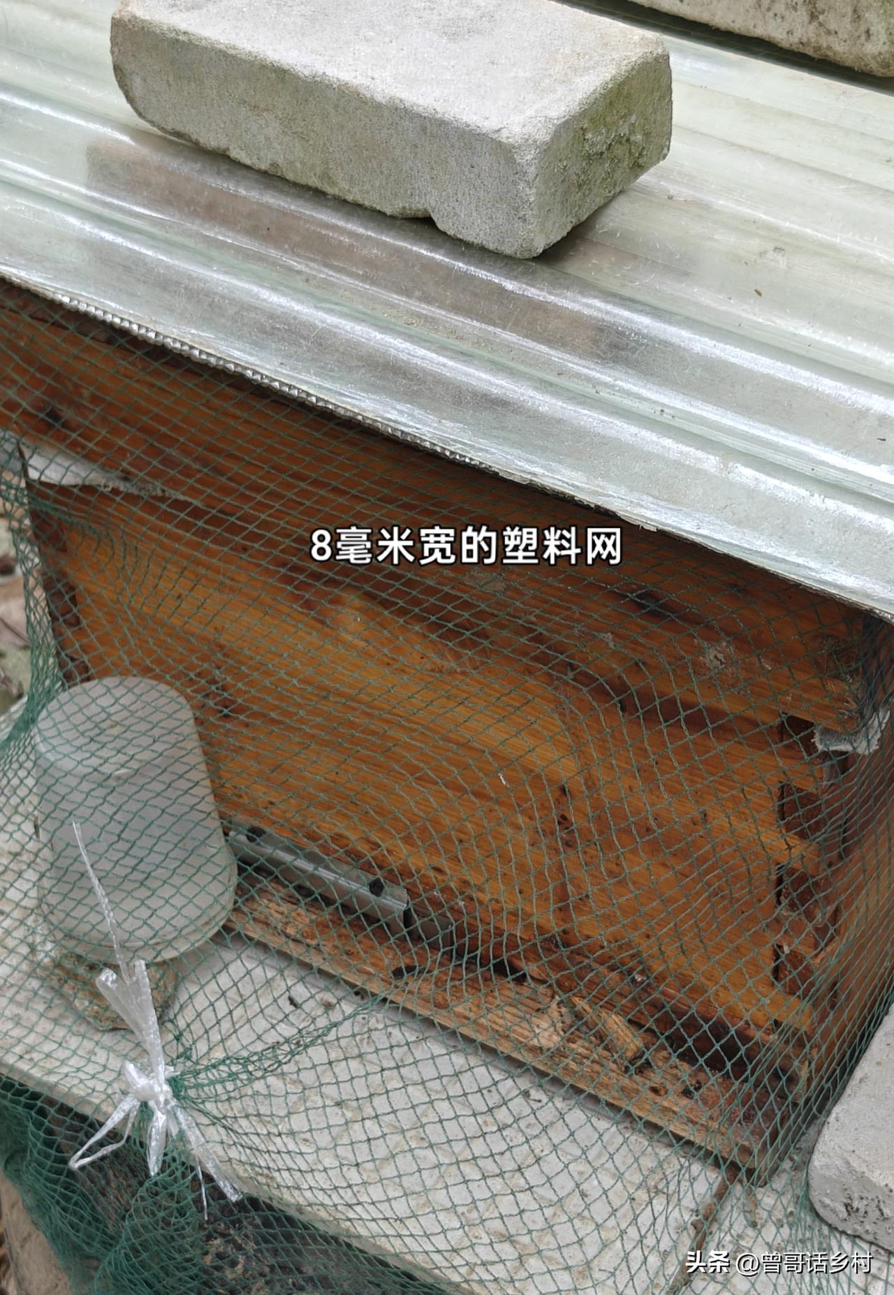 山区养蜜蜂对付虎头蜂的两个实用小妙招。今年虎头蜂糟蹋了我两箱蜜蜂，我不能天天守在