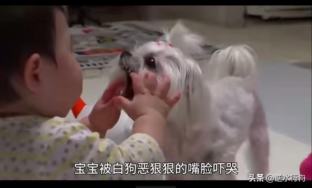 宠物狗老是趁主人不注意欺负孩子，被男主人发现后暴揍一顿谁知女主人竟然要离婚。她说