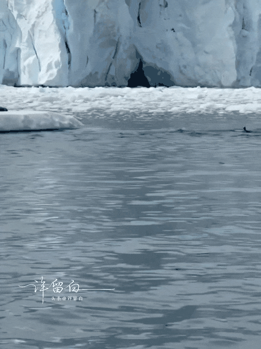 此时此刻
如果这些小企鹅🐧会说话的话
它们第一句会说什么呢[捂脸]