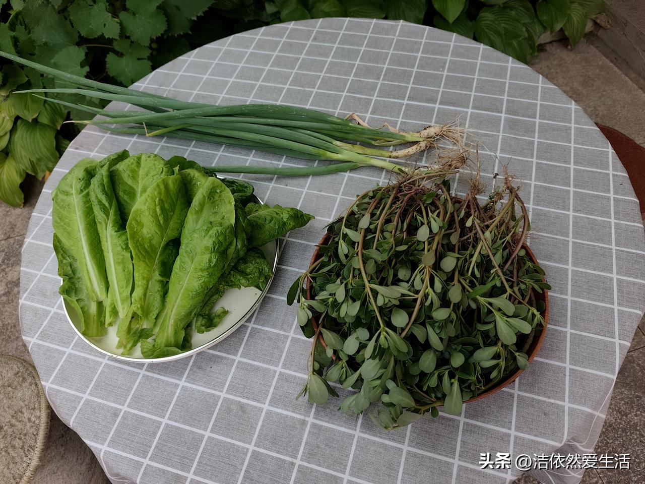 自家院儿里的野菜～马齿笕

今天早晨下了点小雨，葱地里湿润一些，下午就想着把草拔