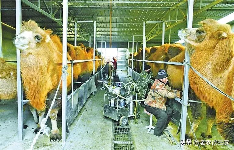 一头骆驼一天能产多少斤奶？
一头骆驼一天产奶量在2.5 - 3.5公斤。骆驼产奶