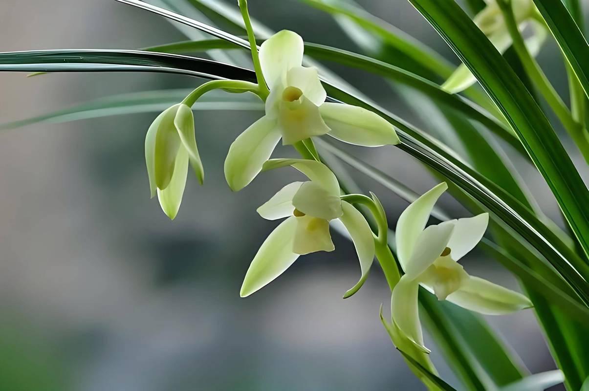 大别山区风景美如画，有人可能会想去挖下山兰。不过现在可不能随便挖了。之前信阳商城