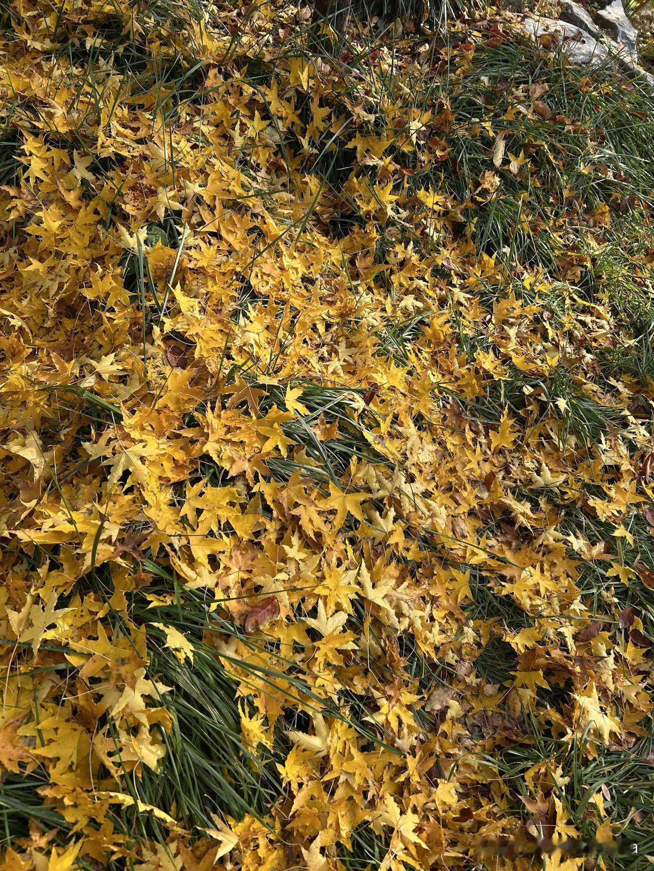 没啥不好，但是不要全职替哥哥带娃，以免耽误自己的生活和工作！

妹妹还要和嫂子商