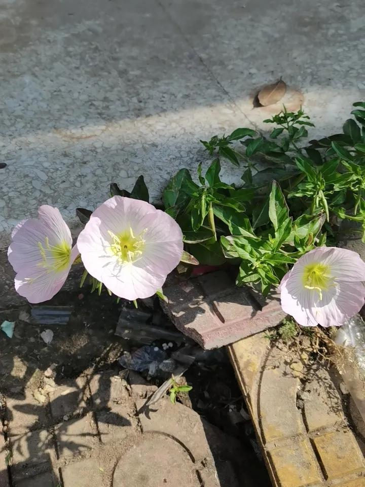 养在花盆里萎靡不振，不见花开。
长在石缝里，花开烂漫！