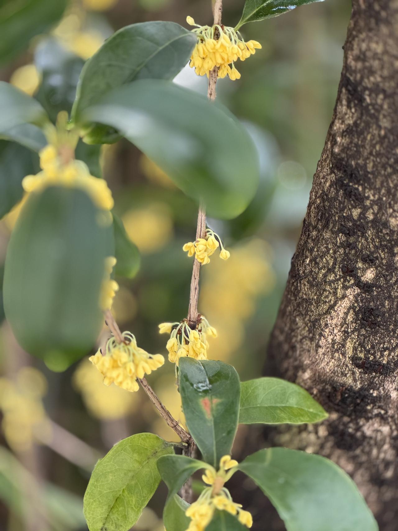可以看看你手机里的桂花吗拍的时候有淡淡香味闻到。