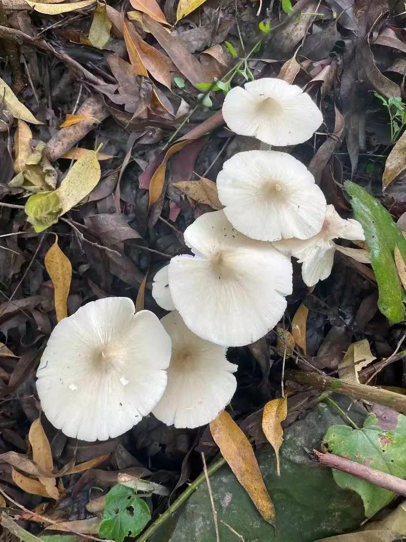 ◆蘑菇

作者: 黄永强

雨停了
树林里撑开许多小伞

它们不说话
只是静静地