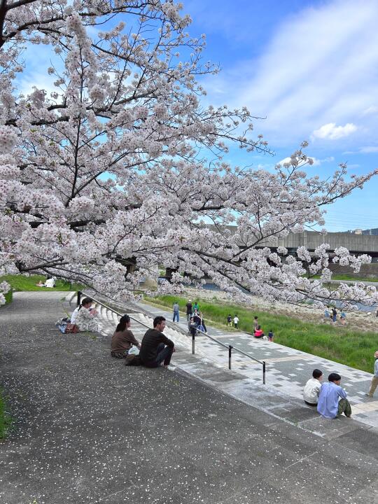 又是一年樱花季 京都