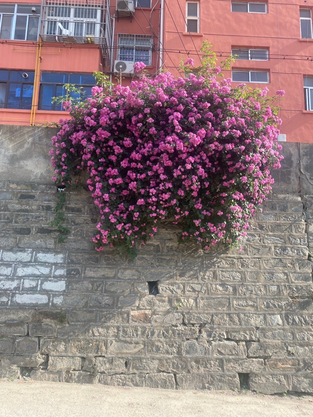 路边的花，好漂亮啊 ​​​