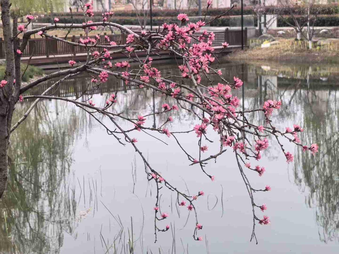 我的今日状态：😁轻松愉快
我这里的天气：☀️晴天
桃畔乡梦
池波潋滟映霞绯，