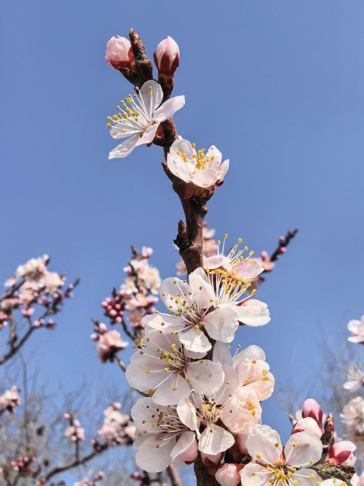 杏树开花[祈祷][祈祷][祈祷]