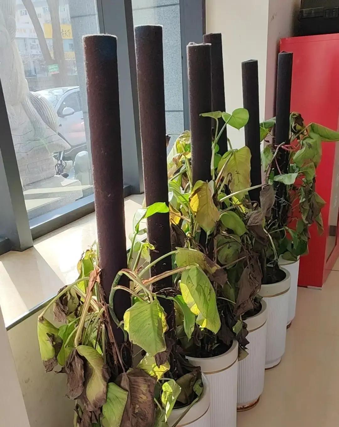 保洁阿姨被辞退后，又杀回了公司。

直奔副总办公室。
她想不通，觉得自己是得罪人