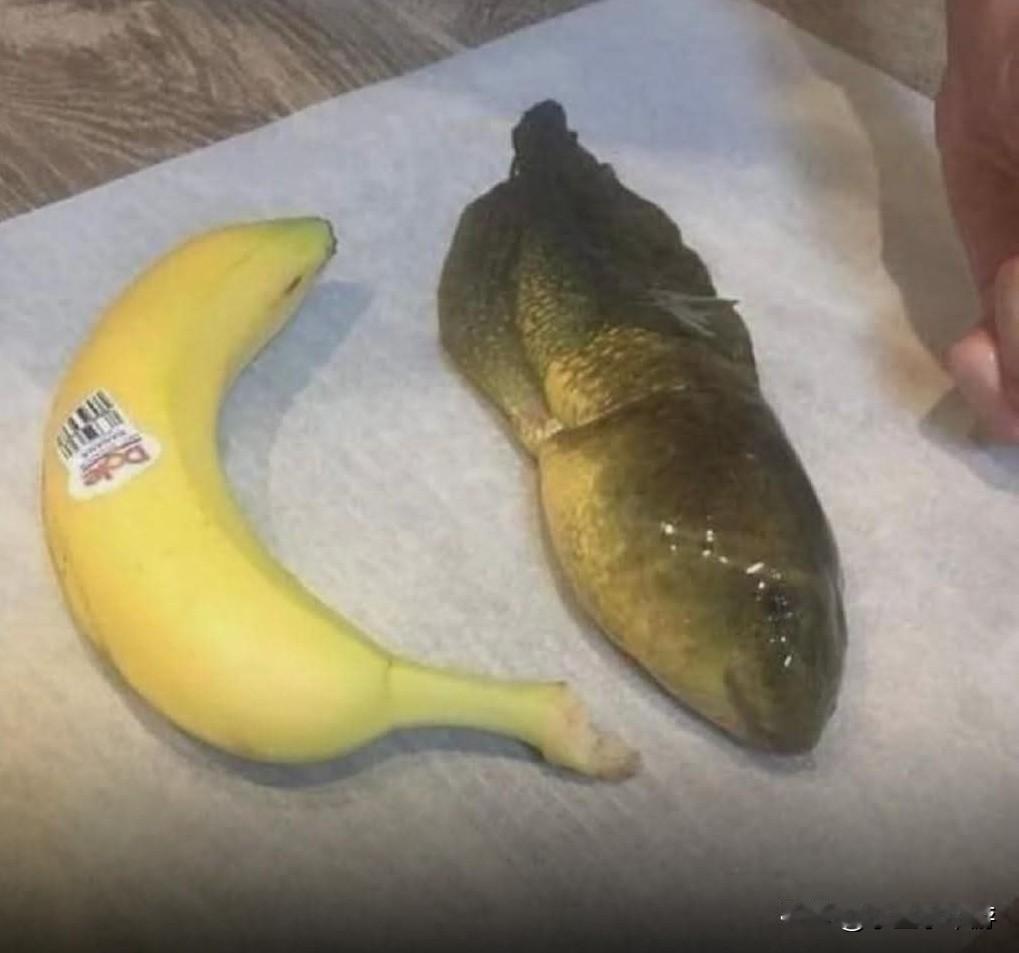 2018年，亚利桑那州西南研究站的专家发现了一只特别巨大的牛蛙蝌蚪，并将其昵称为