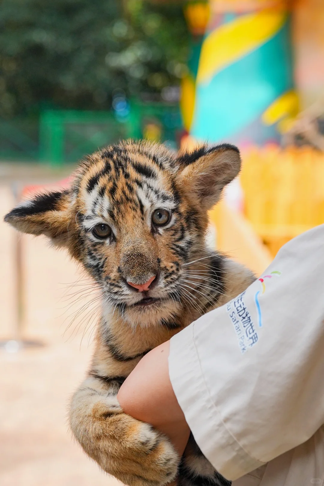 不是非洲❗在杭州❗️野生动物世界太好逛了🦒