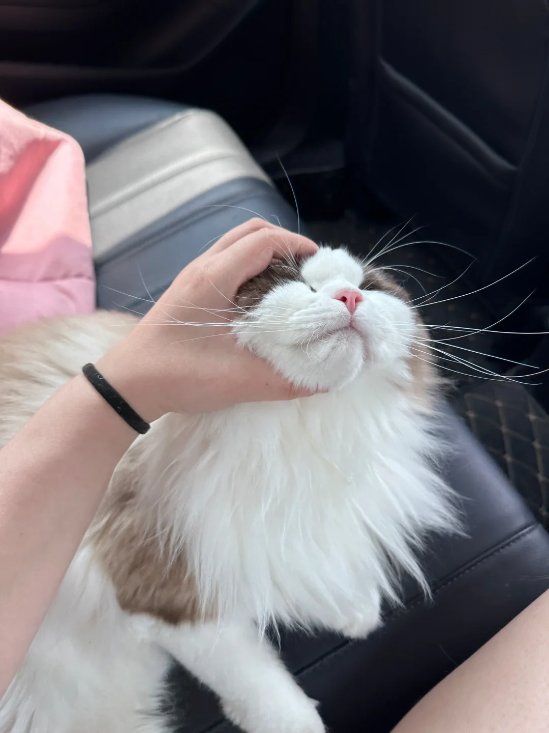 逮住一只翻滚的猪儿虫
