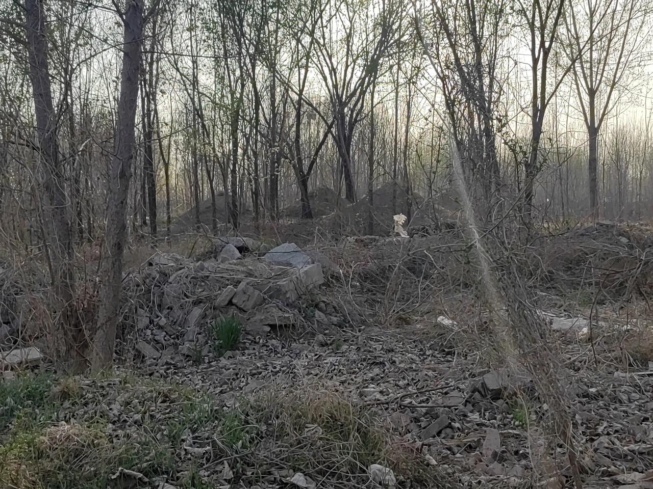 明天就是清明节了，往常年先去老坟填土，再去新坟填土，现在光填老坟就行了。
我们河