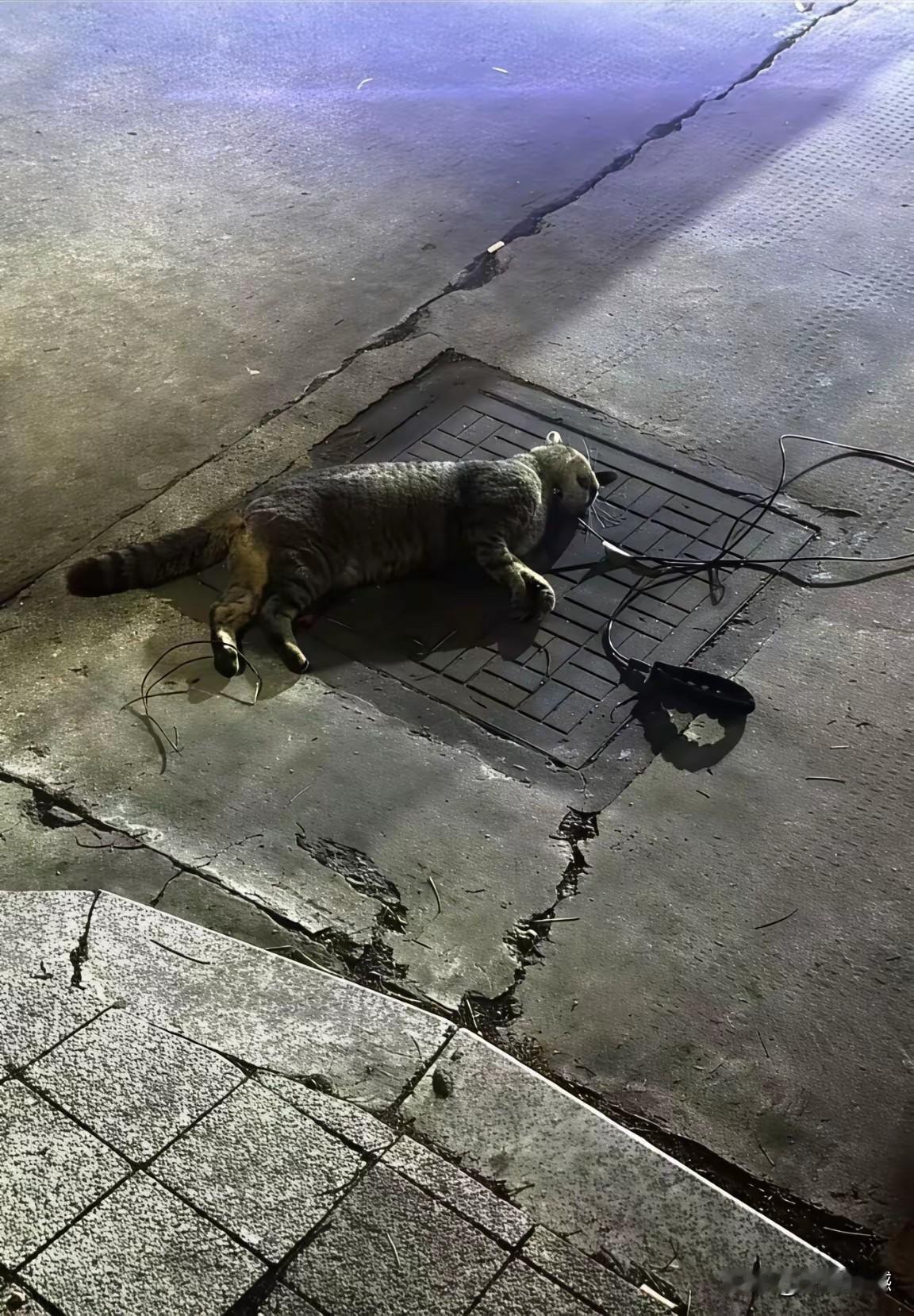 一个养狗的女人，害怕流浪猫伤着自己家的小狗，居然找了几个人，把这只流浪猫活活摔死