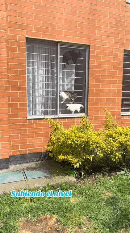 猫星人心也是真大，趴在栏杆上说睡就睡着了，还超级稳[喵喵] ​​​