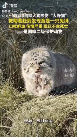 内蒙古，一只大狗为保护牛羊，咬伤“大野猫”，牧主刚开始以为是普通流浪猫，他也没当