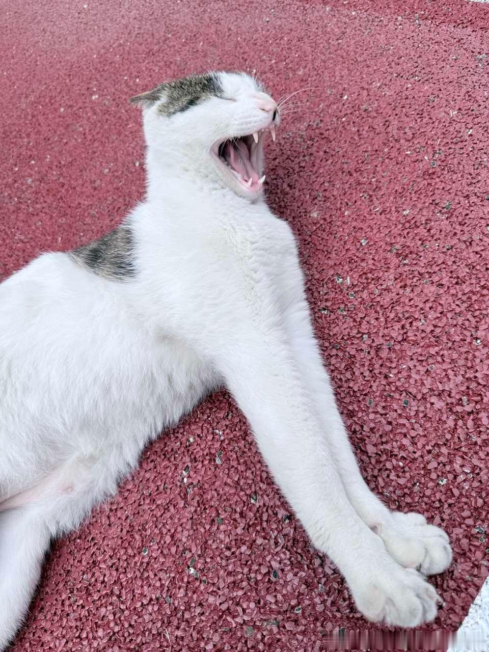 49339【丑猫】如此销魂 