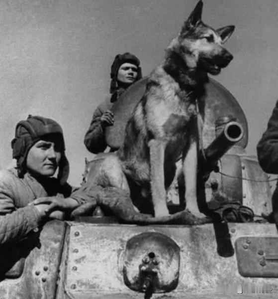 人狗情未了！美国军犬二战时救人无数，70年后追授最高勋章。

荒原上，硝烟弥漫，