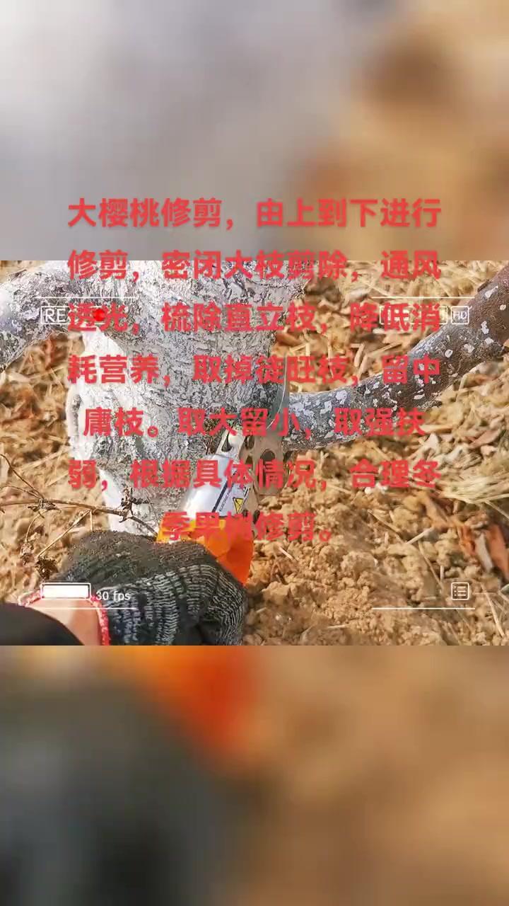 🍒新年修剪大樱桃，今天终于开工了！收起假期的慵懒，专心致志对待每一棵果树。修剪