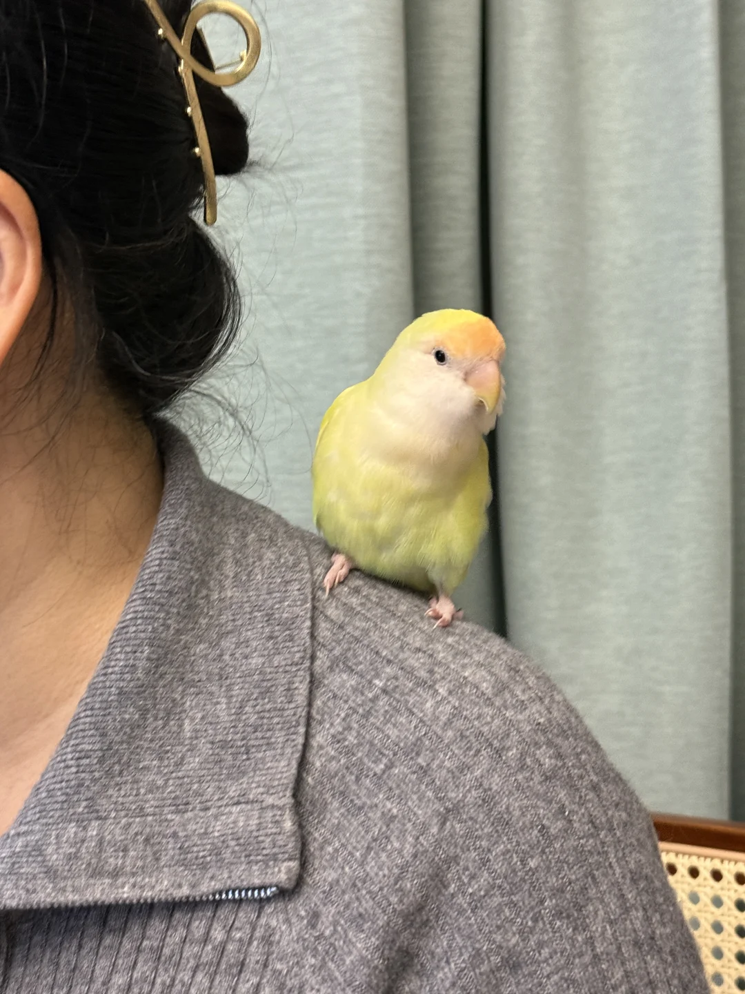 家里头号乖乖鸟🤨