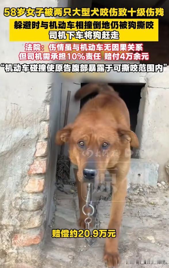 冤不冤？山东青岛，58岁女子正在村路上行走，突然两条体型庞大的狗从路边窜出来直扑