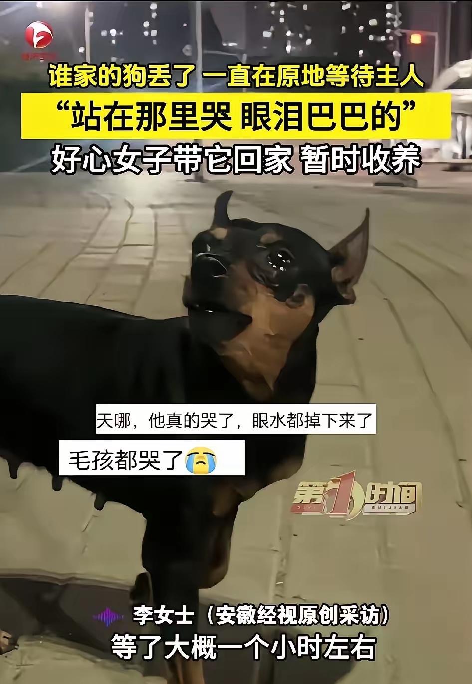 太揪心了！一只小鹿犬在郑州街头与主人走散，它站在原地一个小时不肯离开。李女士路过