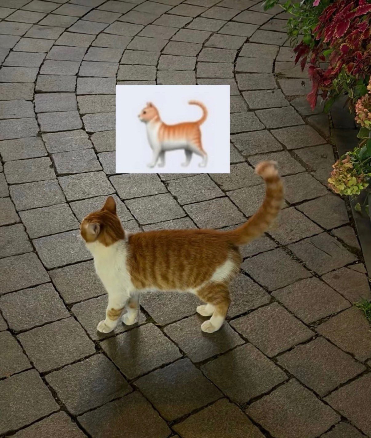 看到橘猫自动归为得能 