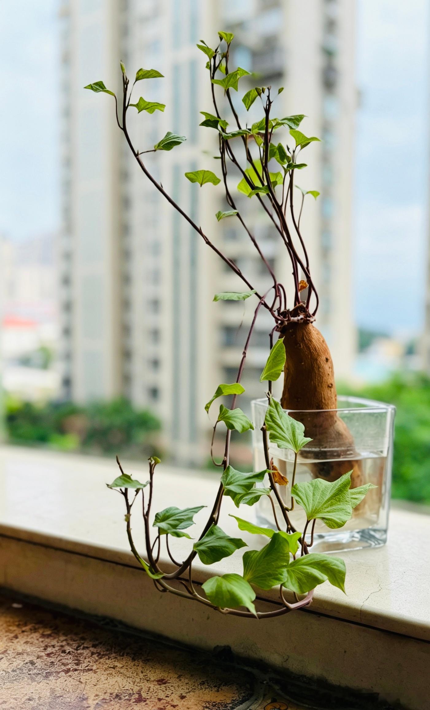 晚年生活水培，拍照，组图，把绿色植入暮年时光，把美学融入晚年生活中。 