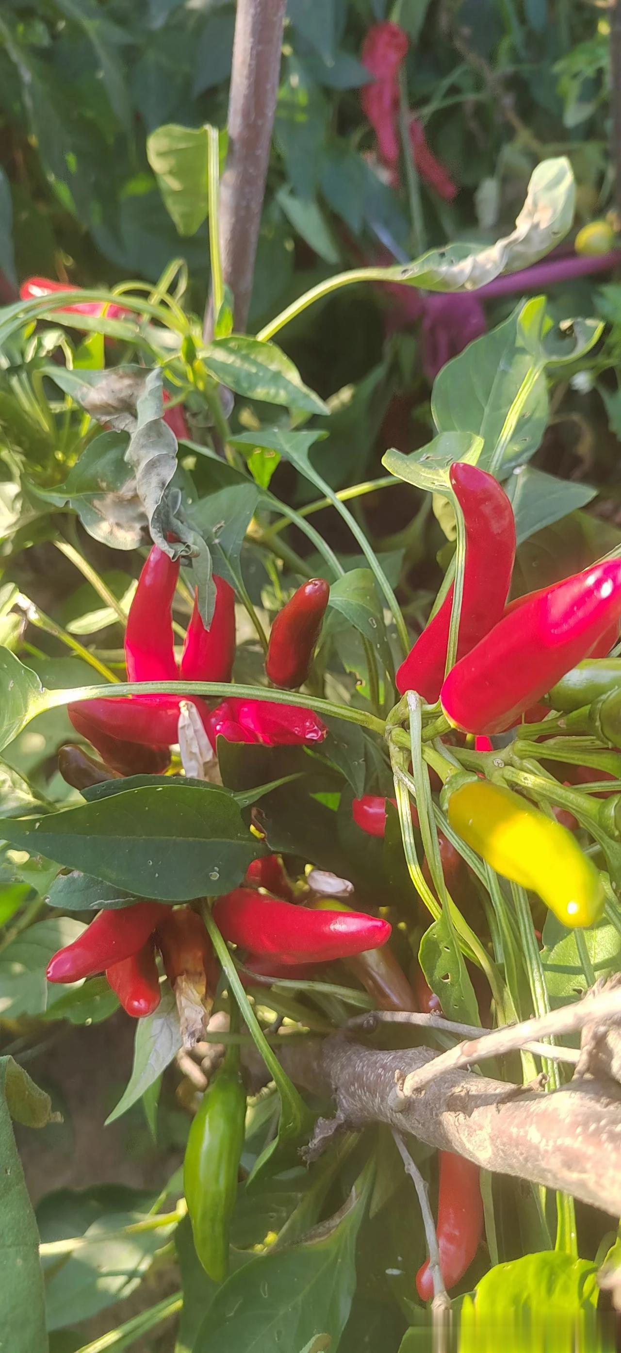 #记录我的2023# 
#秋日生活打卡记# 
秋天的小菜园，满满的收获季，喜欢农