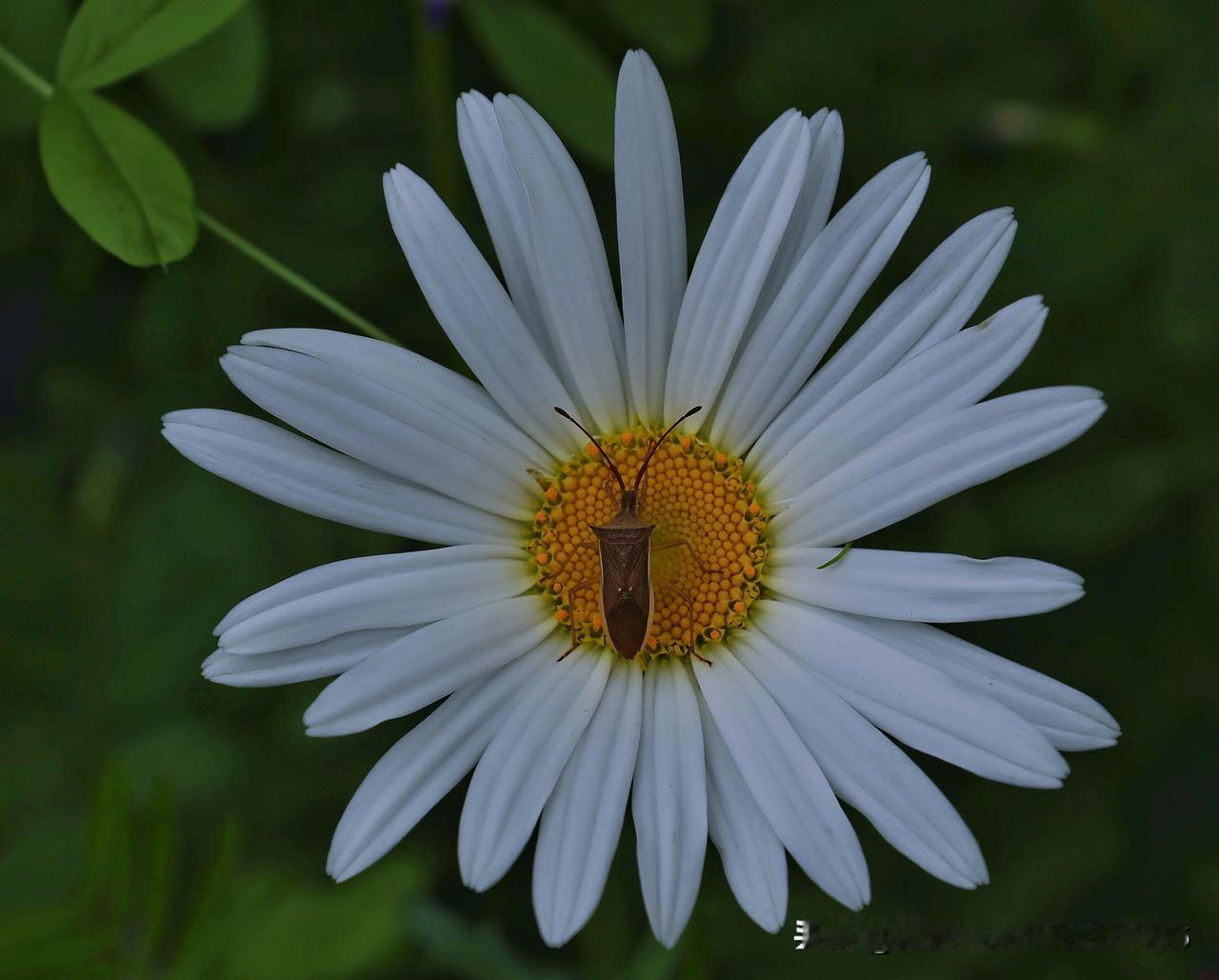 每日一图随手拍