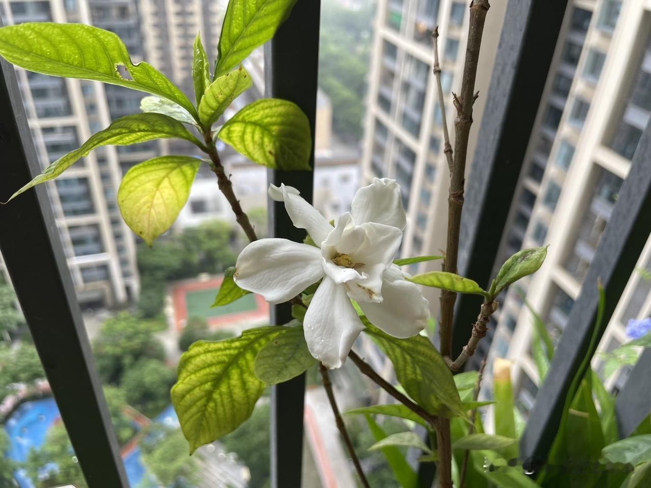 七年前的夏天，那时候刚跟老公认识，送我回家路过地铁站时，一位老者正在卖栀子花，于