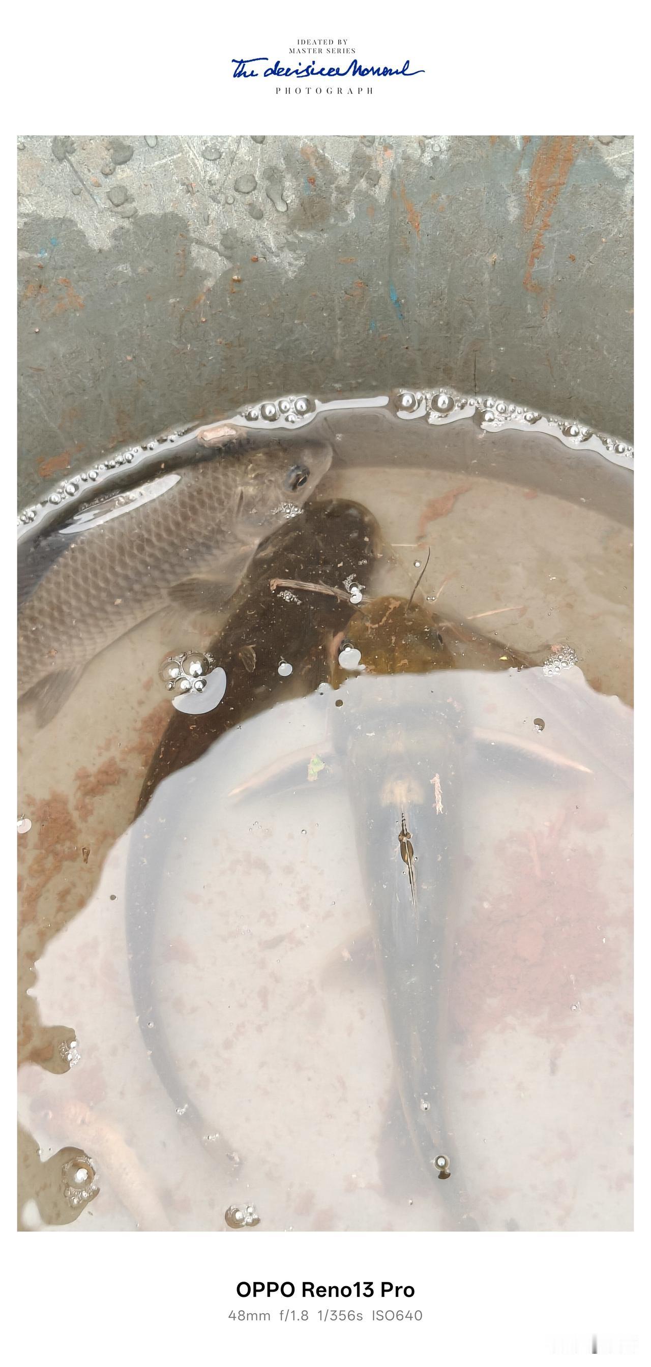 闲来无事，去河边钓鱼玩，一条小河沟，是我们从小玩到大的。小时候，夏天洗澡，摸鱼虾