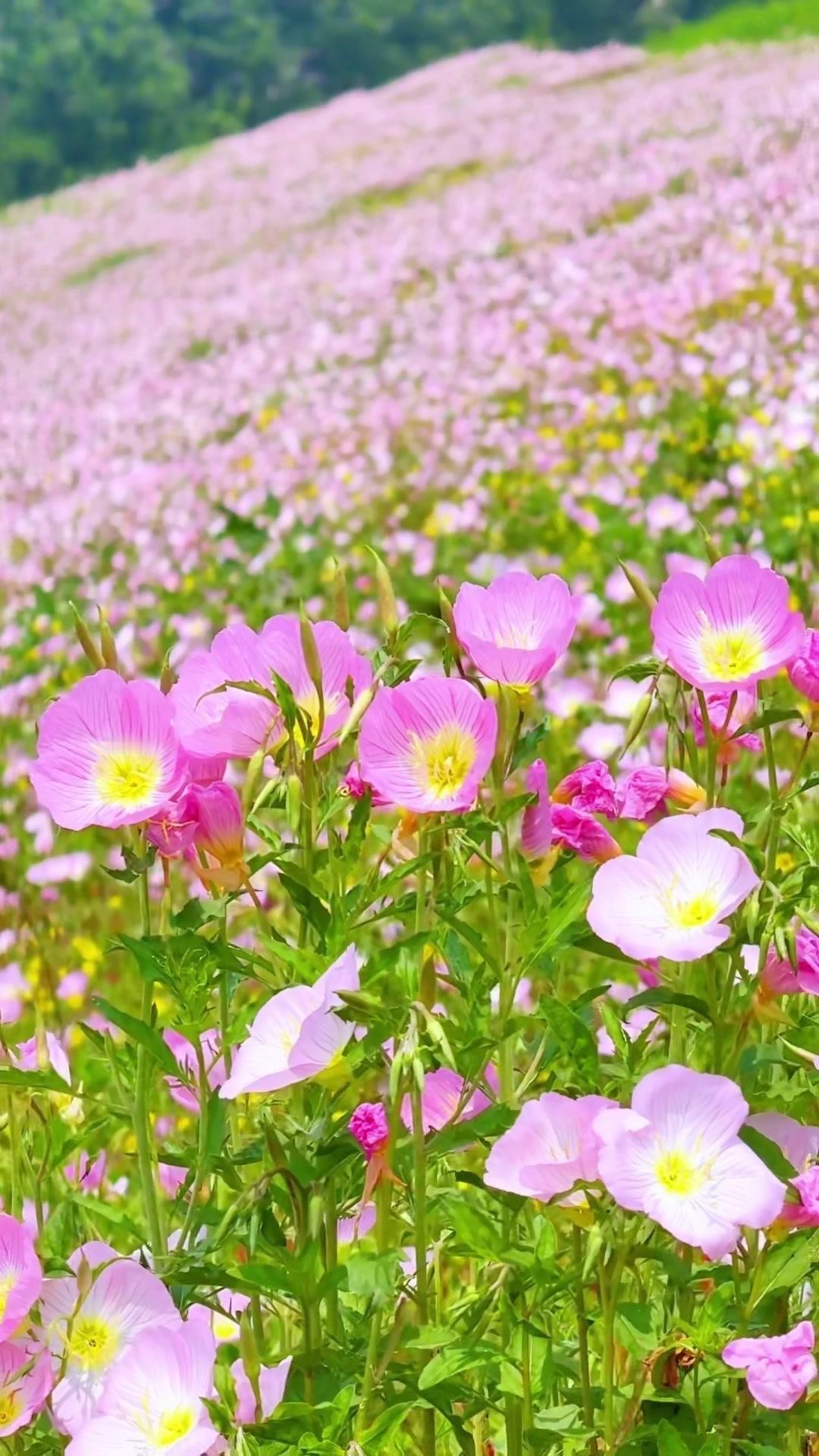 🌺去箭滩河那一刻，突然被满坡花海击中了！谁能想到重庆近郊藏着这么绝的粉色乐园，